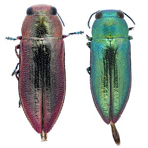 Melobasis sp. Dichromatic, PL0436, PL1032I, female and male